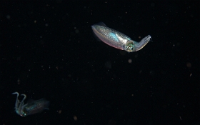 Birmanie - Mergui - 2018 - DSC02787 - Bigfin reef squid - seiche - Sepioteuthis lessoniana